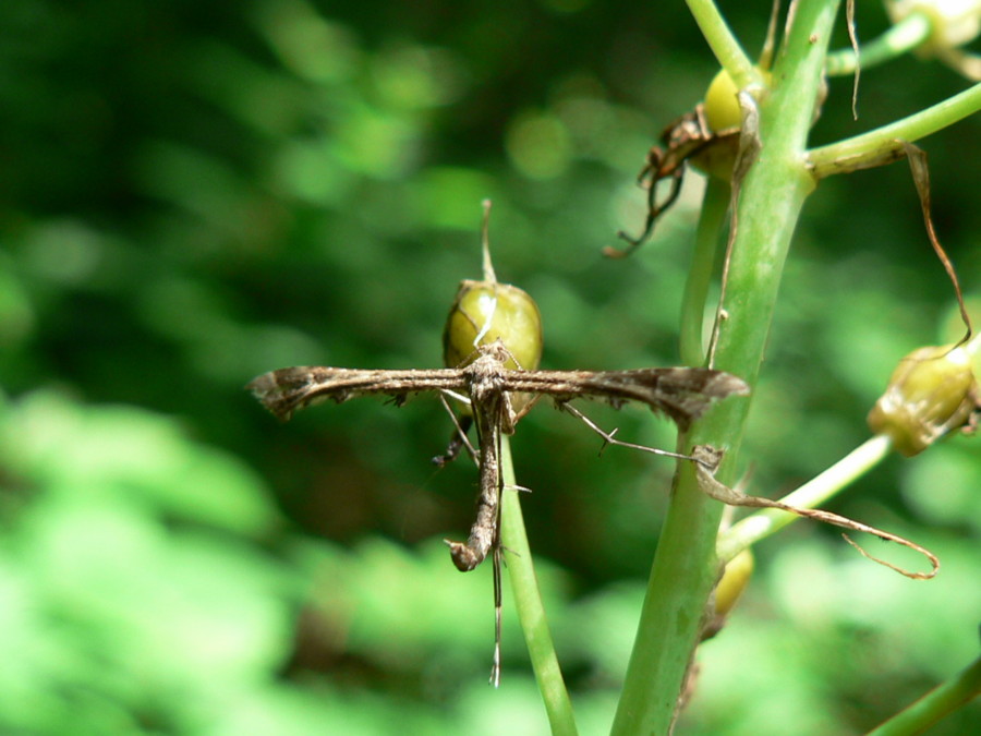 Pterophus sp.